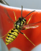 Hvepse kan være meget irriterende i august - september, når de forlader hvepsebo