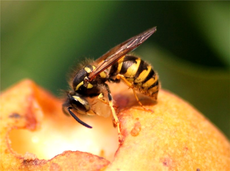 En hveps i en overmoden pære: hvepsene elsker søde sager.