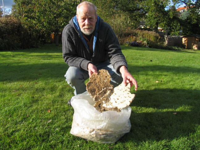 Hvepsefjerner Svend Sørensen med et stort hvepsebo som han har fjernet